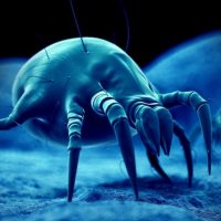 How to know if you have dust mites?