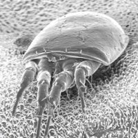 Do air purifiers get rid of dust mites?