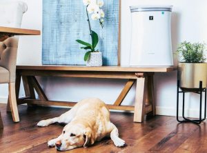 Sharp FP-K50UW Air Purifier: Trusted Review & Specs